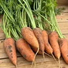 carrot